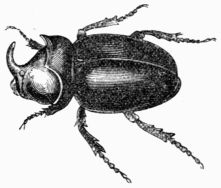 Fig. 435.—Oryctes nasicornis, male. Fig. 435.—Oryctes nasicornis, male.