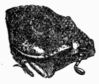 Fig. 437.—Head of Oryctes nasicornis, female. Fig. 437.—Head of Oryctes nasicornis, female.