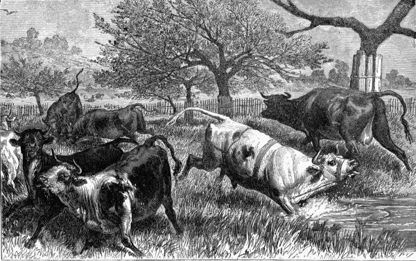 II.—A Herd of Cattle attacked by Bot-flies (Œstrus bovis). II.—A Herd of Cattle attacked by Bot-flies (Œstrus bovis).