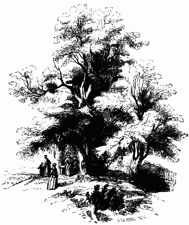 TREES ON ST ANNE'S HILL. Illustration: TREES ON ST ANNE'S HILL.