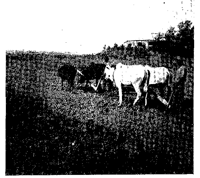 FIG. 1 NATIVES PLOUGHING THE GROUND