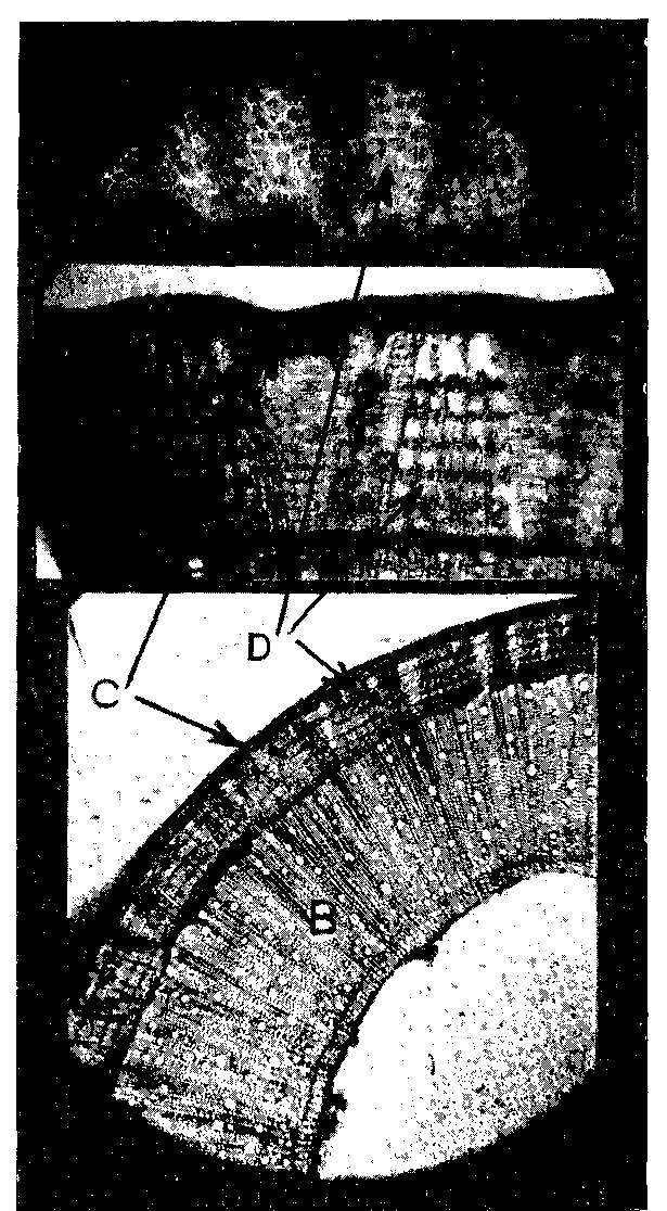 FIG. 3 PHOTOMICROGRAPHS OF CROSS SECTIONS OF A JUTE PLANT