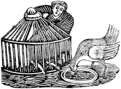 hen