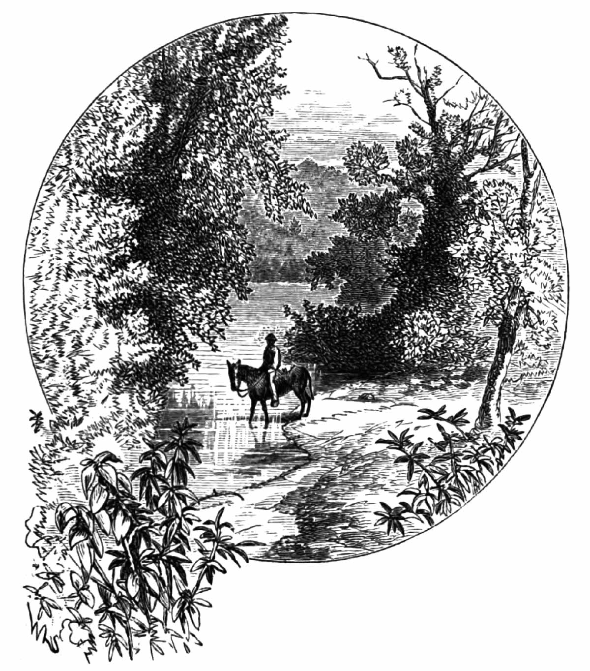 Riding horse by shadowy wood and crystal stream