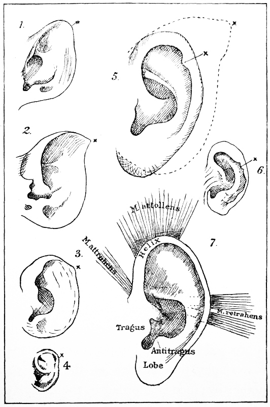 Outlines of the Left Ear