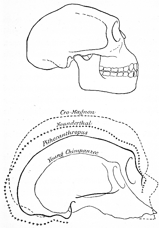 Skulls