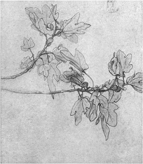 Branch of Fig Tree