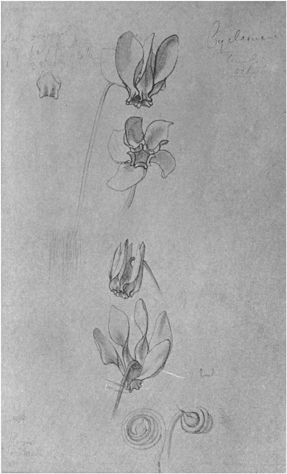 STUDIES OF CYCLAMEN. Tivoli, October 1856