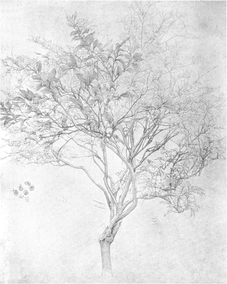 STUDY OF LEMON TREE. Capri, 1859