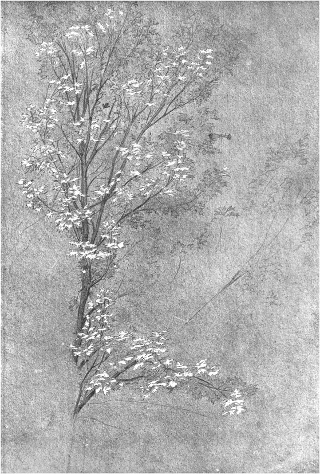 STUDY OF DECIDUOUS TREE.