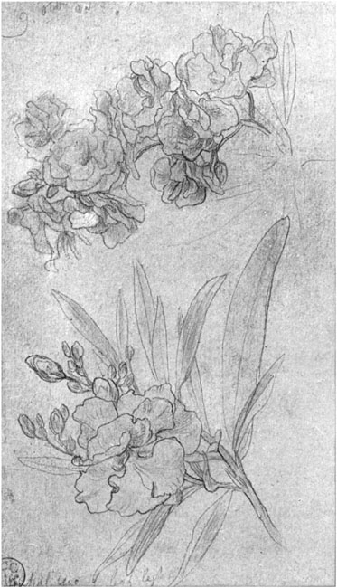 EARLY STUDIES OF KALMIA