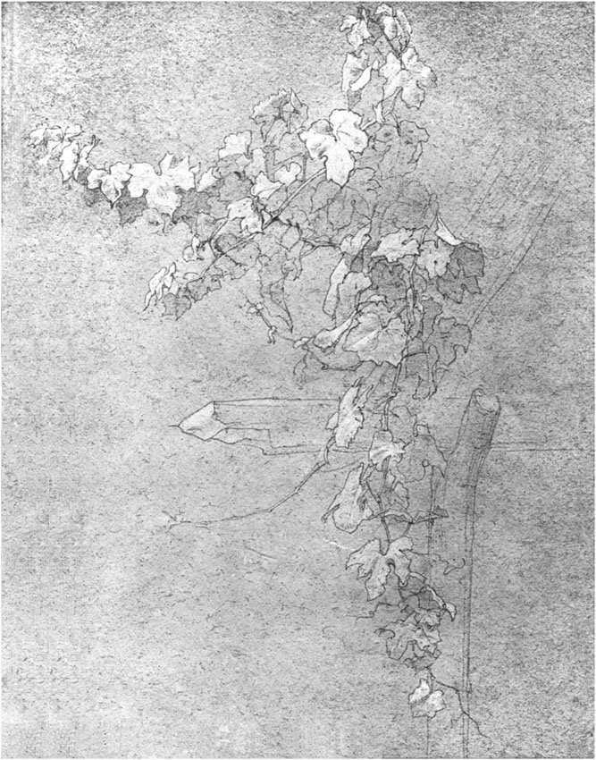 STUDIES OF BRANCHES OF VINE.