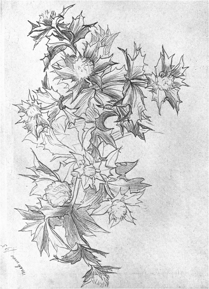 STUDY OF SEA THISTLE.