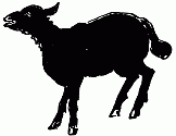 black sheep black sheep
