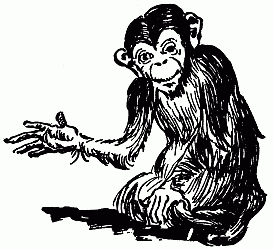 Monkey Monkey