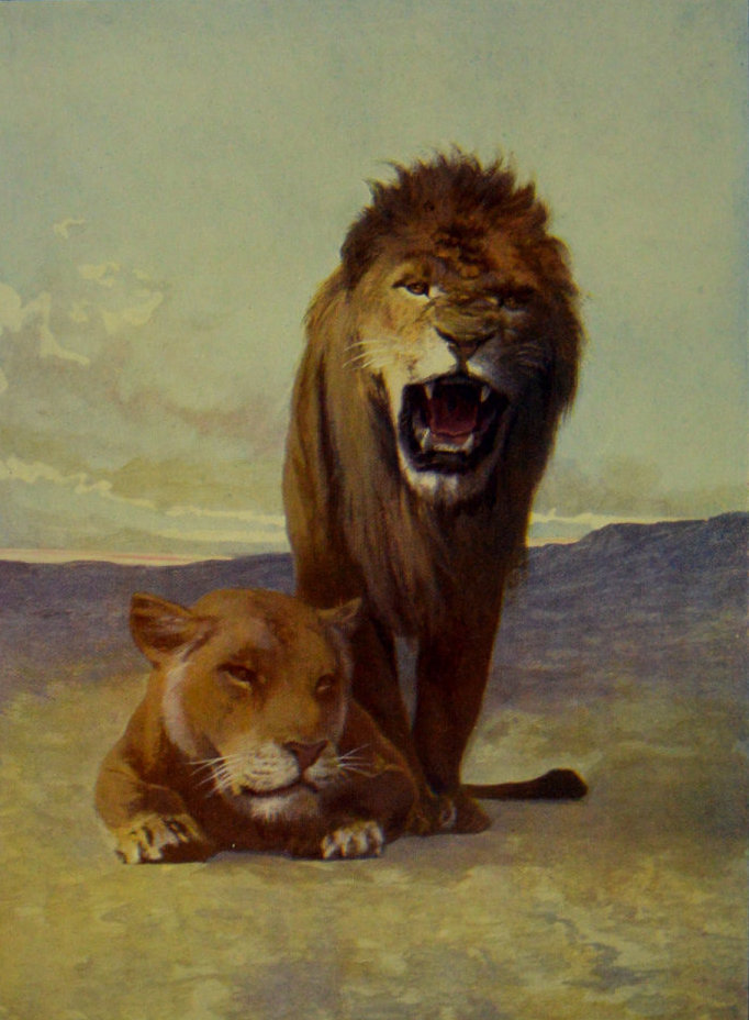 AFRICAN LION AND LIONESS.