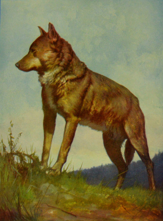 WOLF FROM CENTRAL EUROPE.