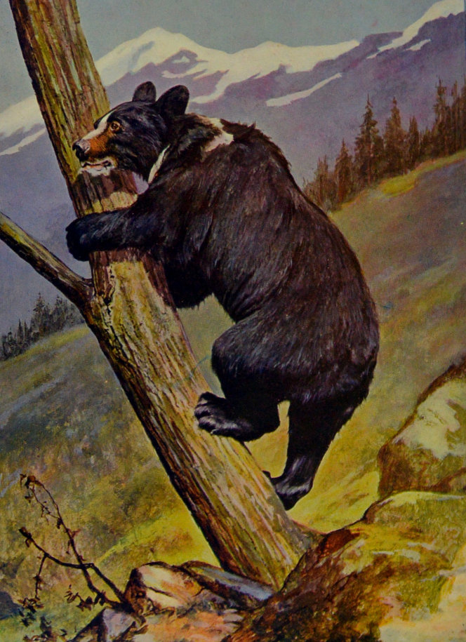 HIMALAYAN BLACK BEAR.