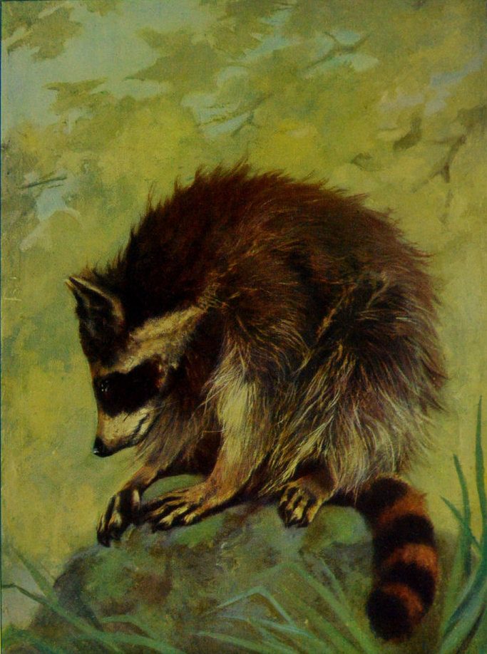 RACCOON.