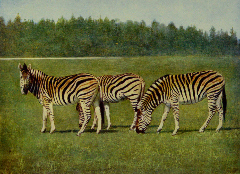 CHAPMAN'S ZEBRAS.