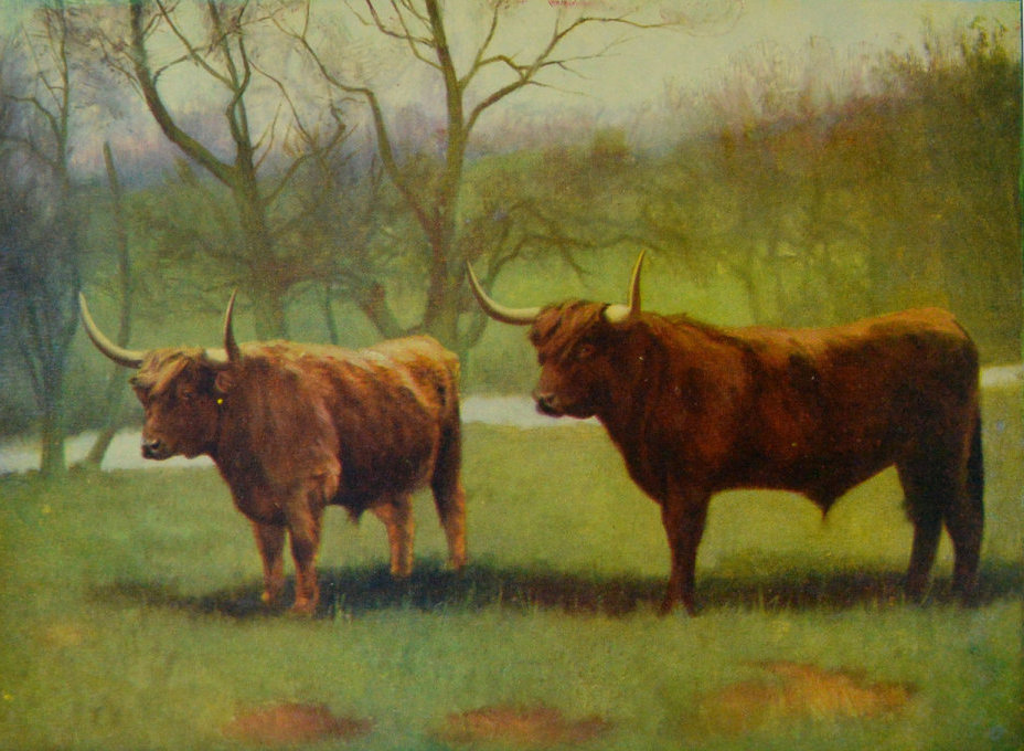 HIGHLAND CATTLE.