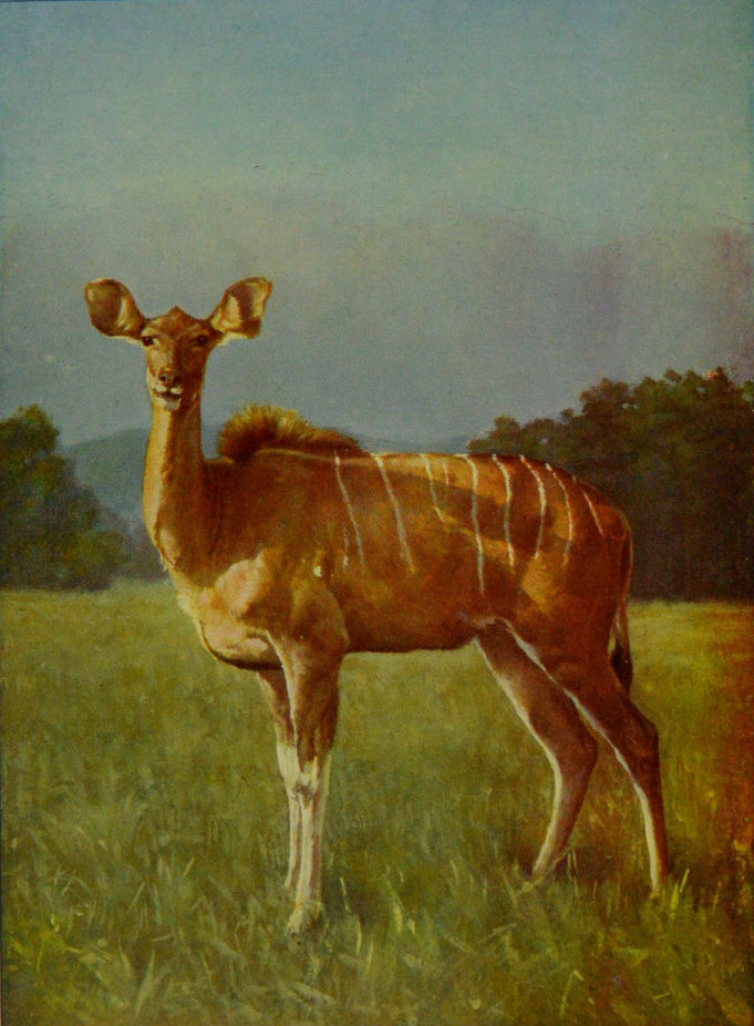 FEMALE KUDU.