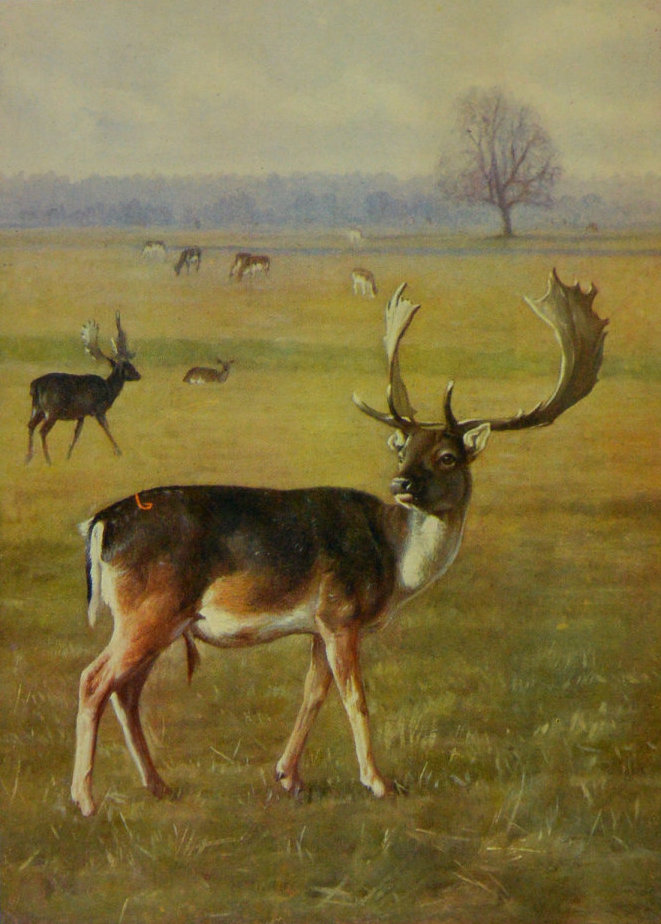 FALLOW DEER.