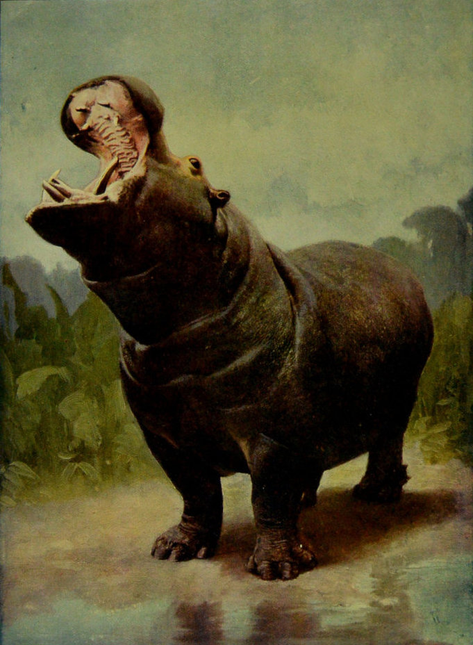 A HIPPOPOTAMUS GAPING.