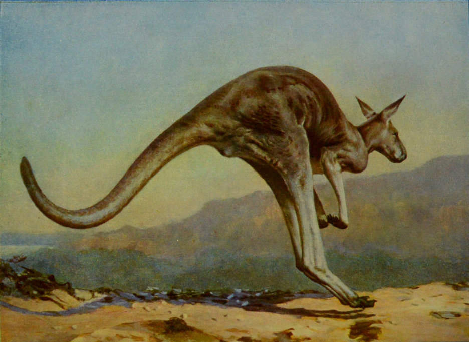 THE GREAT KANGAROO LEAPING.