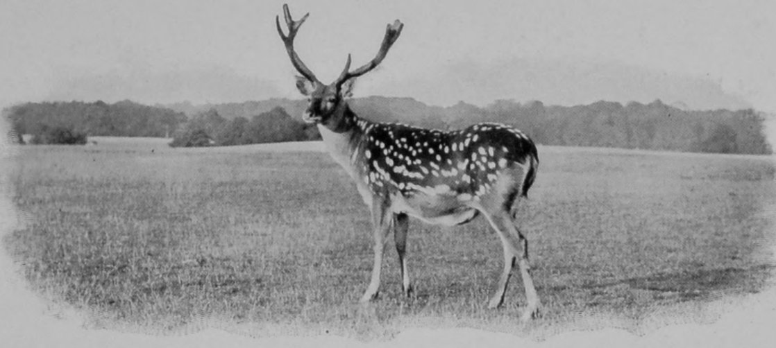 PEKIN DEER IN SUMMER DRESS.