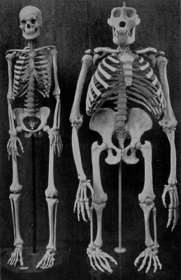 SKELETONS OF MAN AND GORILLA.