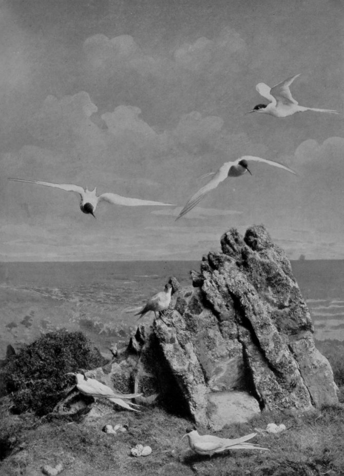 SEA-SWALLOWS.