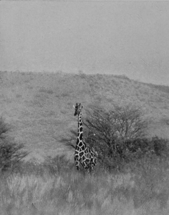 EAST AFRICAN GIRAFFE.