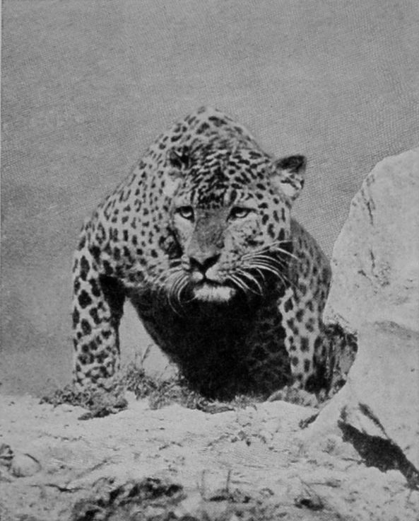 AFRICAN LEOPARD.