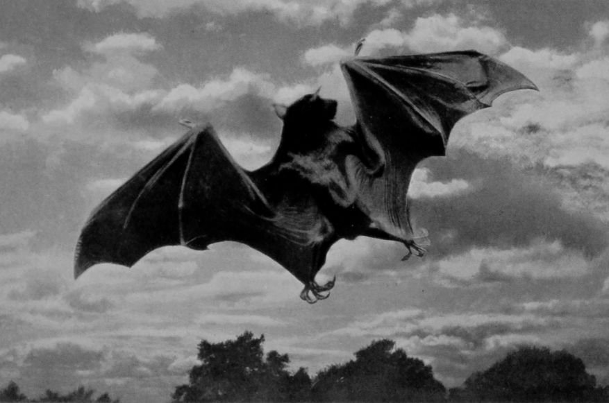 FLYING-FOX.