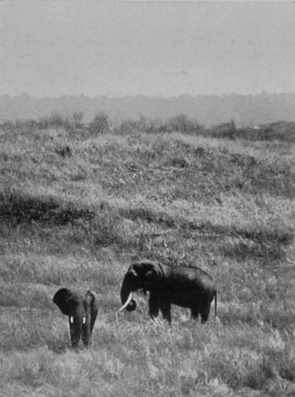 ELEPHANTS.