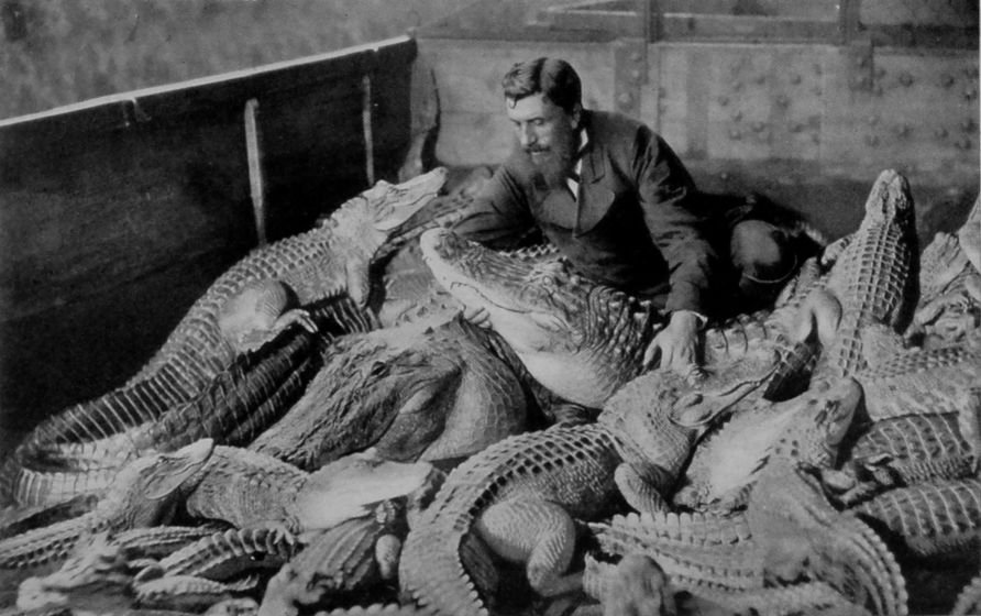 A GROUP OF CROCODILIANS.