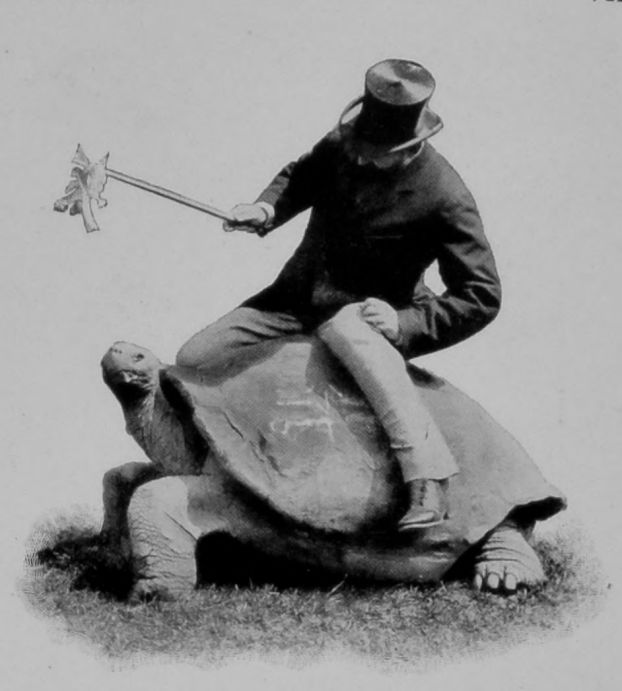 GIANT TORTOISE.