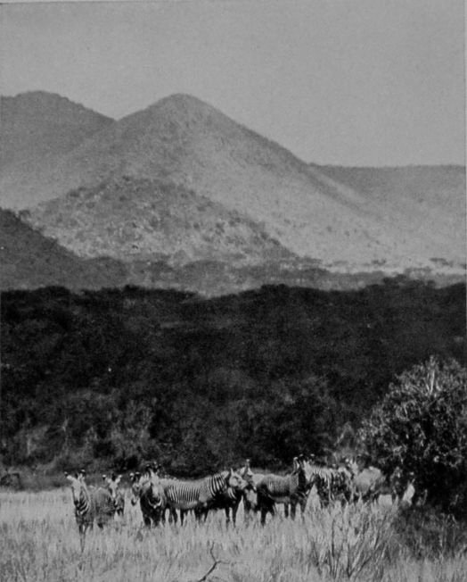 SOMALI ZEBRAS.