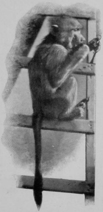 ARABIAN BABOON.