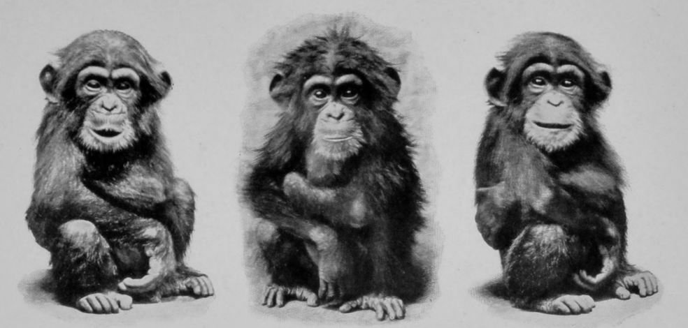 A YOUNG CHIMPANZEE.