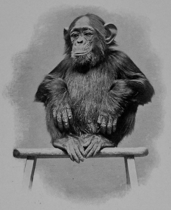 JENNY, THE WELL-KNOWN CHIMPANZEE AT THE     ZOO