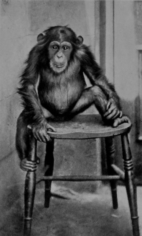A YOUNG CHIMPANZEE.
