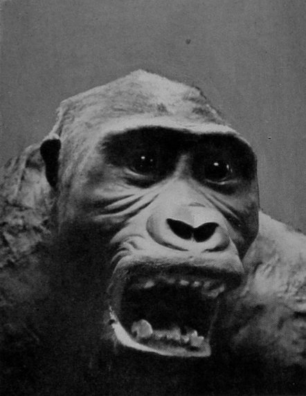 HEAD OF MALE GORILLA.