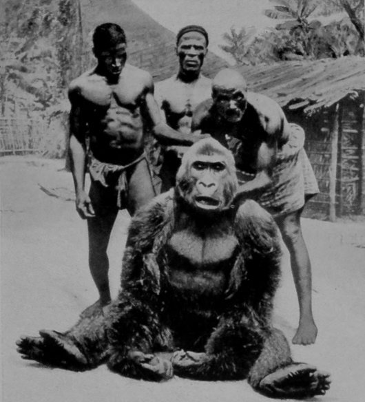 A MALE GORILLA.