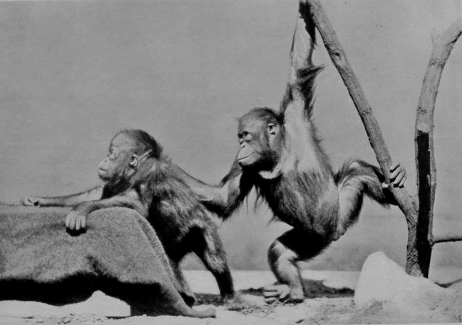 BABY ORANG-UTANS AT PLAY.