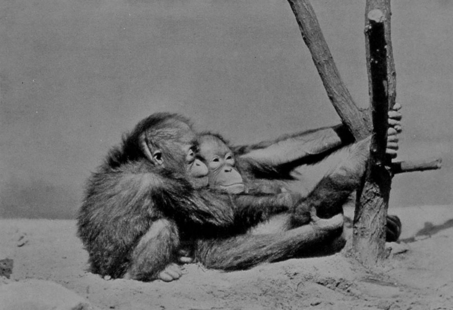 TWO BABY ORANG-UTANS. THE TUG-OF-WAR.