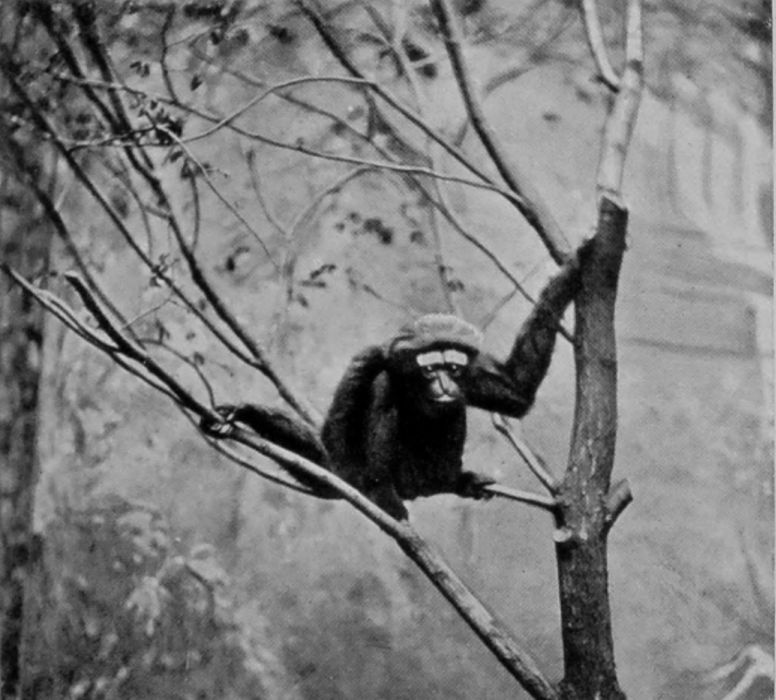 HULOCK GIBBON.