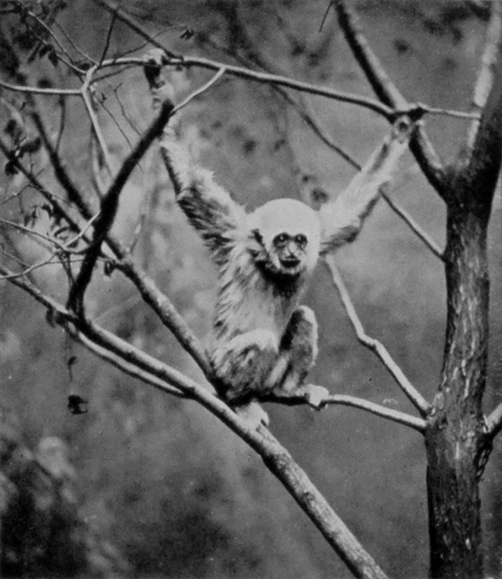 WHITE-HANDED GIBBON.