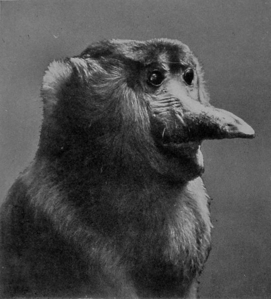 HEAD OF PROBOSCIS MONKEY.